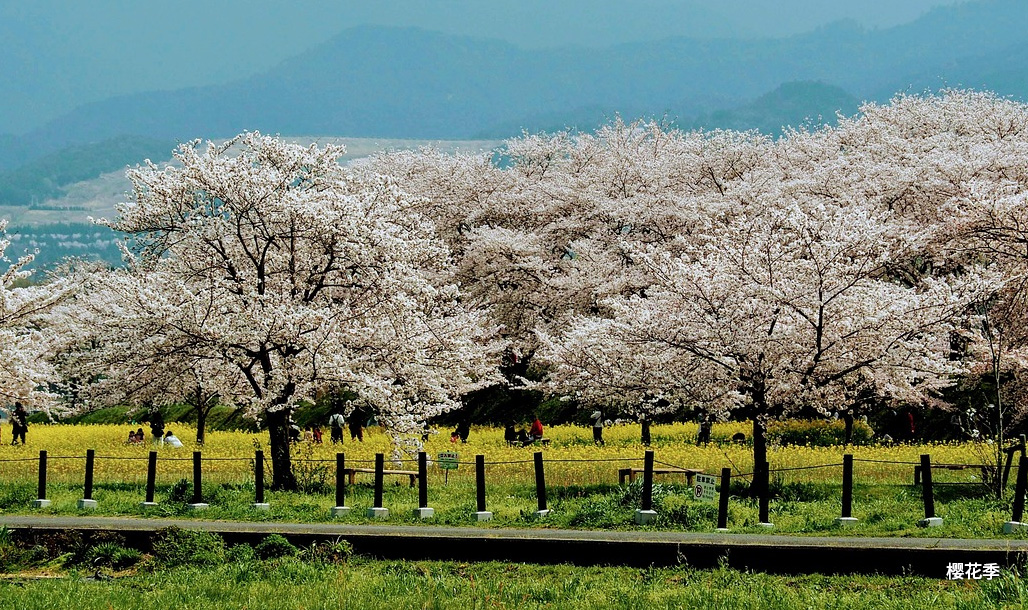 樱花季